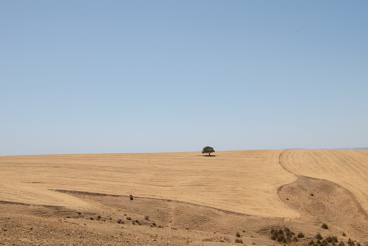 Golden wheat fields after harvest in Tunisia