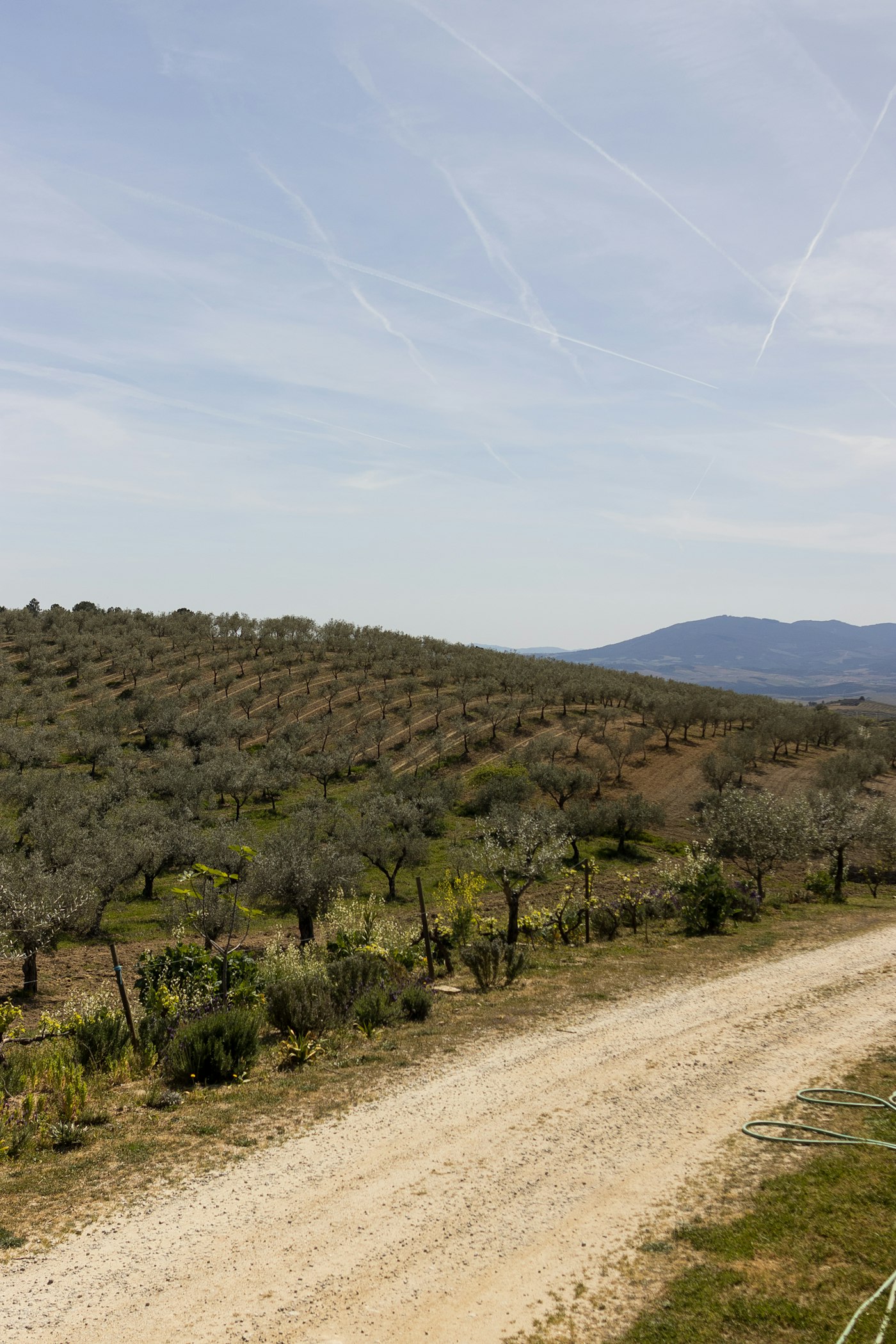 Sunlit Mediterranean olive grove and harvest